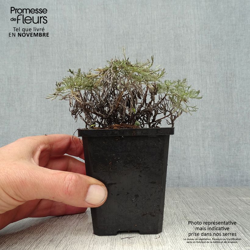 Esemplare di Artemisia schmidtiana Nana Vasetto da 8/9 cm come consegnato in autunno