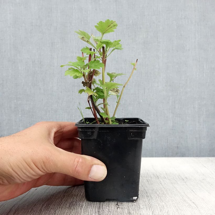 Esemplare di Artemisia comune Bio Vasetto da 7/8 cm come consegnato in autunno