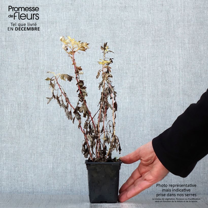 Artemisia comune Bio Vasetto da 7/8 cm esemplare consegnato in inverno