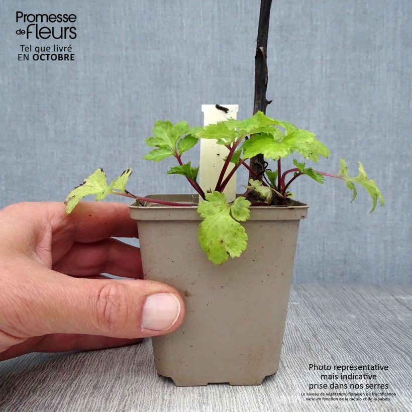 Esemplare di Artemisia lactiflora Jim Russel Vasetto da 8/9 cm come consegnato in autunno