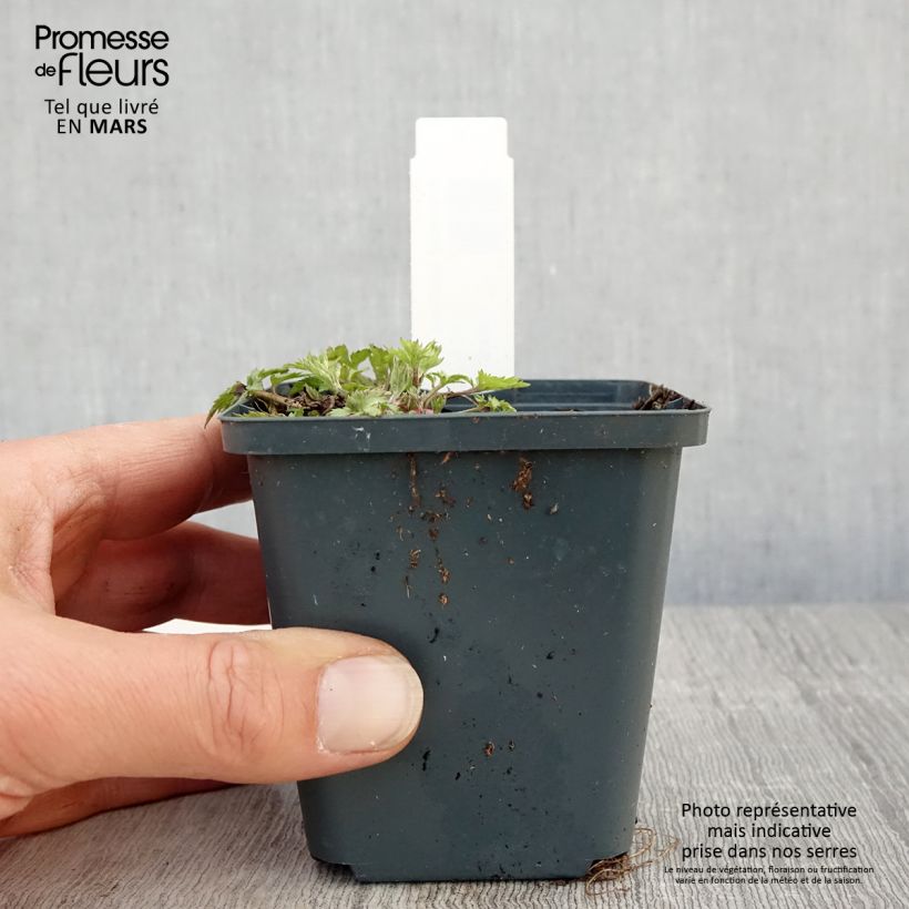 Artemisia lactiflora Jim Russel Vasetto da 8/9 cm esemplare consegnato in primavera