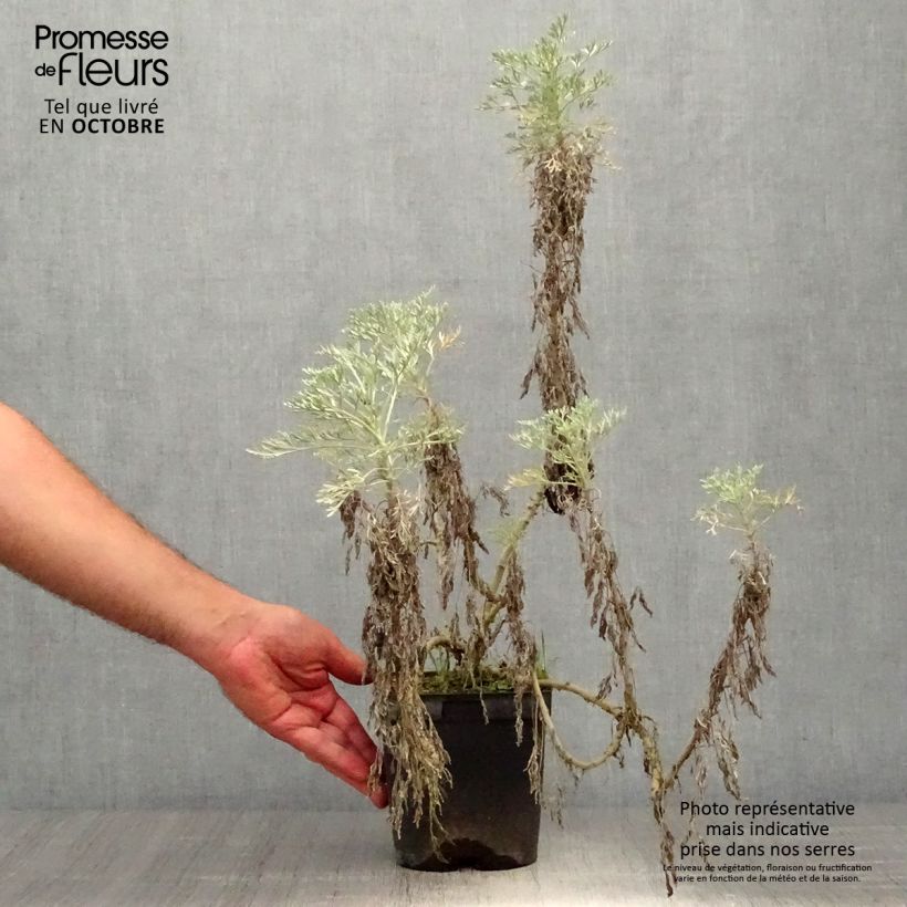 Esemplare di Artemisia arborescens Powis Castle - Assenzio arbustivo Vaso da 2L/3L come consegnato in autunno
