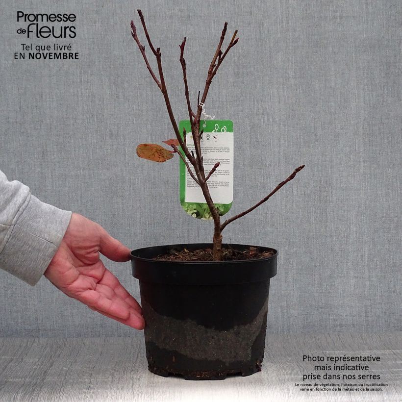 Esemplare di Aronia arbutifolia Brilliant - Aronia Vaso da 2L/3L come consegnato in autunno