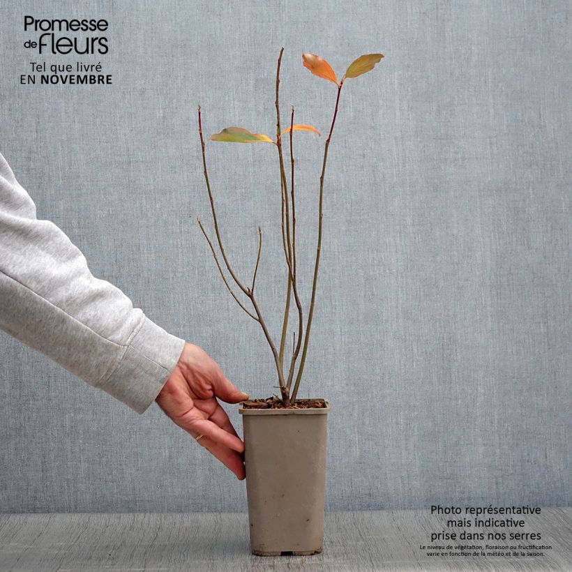 Esemplare di Aronia x prunifolia Lowberry Little Helpers - Aronia Vaso da 1,5L/2L come consegnato in autunno