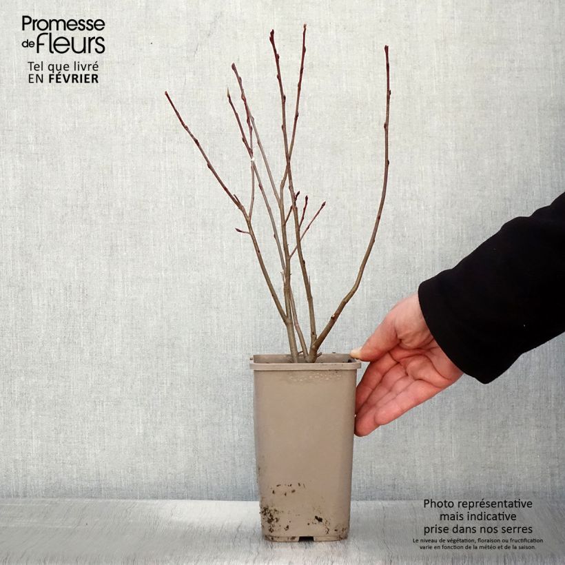 Aronia x prunifolia Lowberry Little Helpers - Aronia Vaso da 1,5L/2L esemplare consegnato in inverno