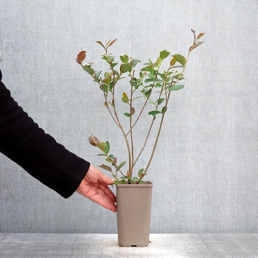 Aronia x prunifolia Lowberry Little Helpers - Aronia Vaso da 1,5L/2L esemplare consegnato in primavera