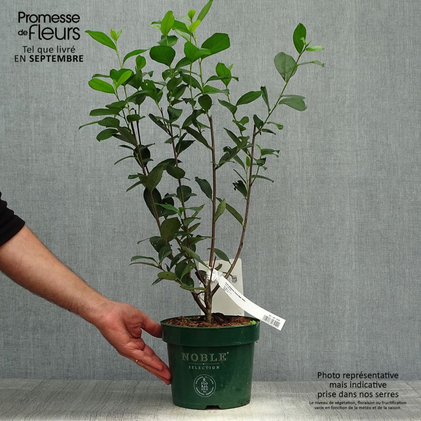 Esemplare di Aronia melanocarpa Autumn Magic - Aronia Vaso da 2L/3L come consegnato in autunno