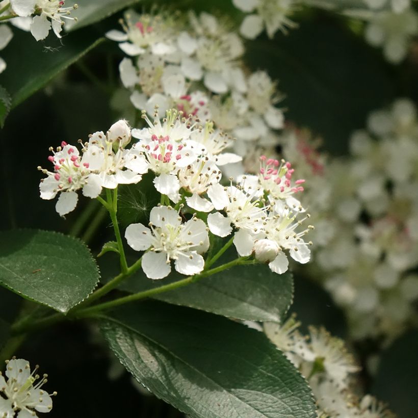 Aronia melanocarpa Autumn Magic - Aronia (Fioritura)