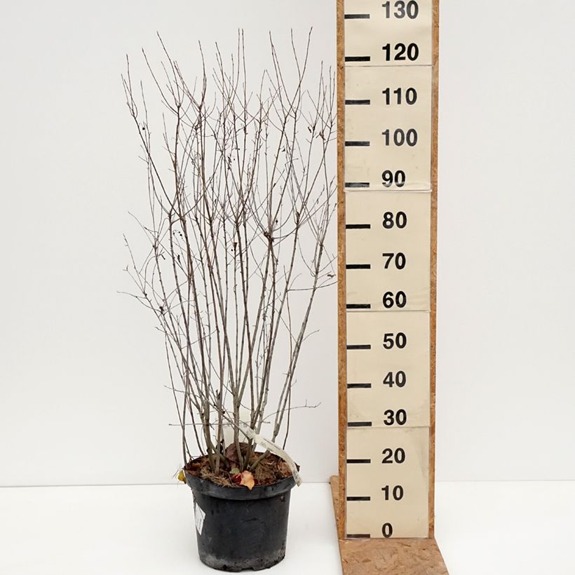 Esemplare di Aronia melanocarpa Professor Ed - Aronia nera Vaso da 7,5L/10L come consegnato in autunno