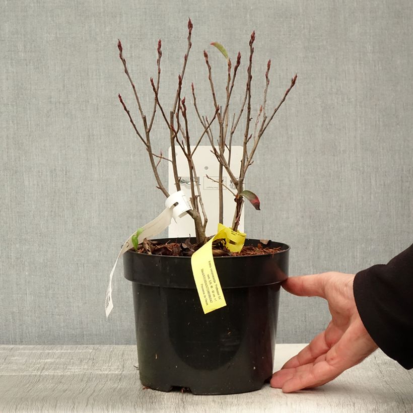 Esemplare di Aronia melanocarpa Professor Ed - Aronia nera Vaso da 2L/3L come consegnato in autunno