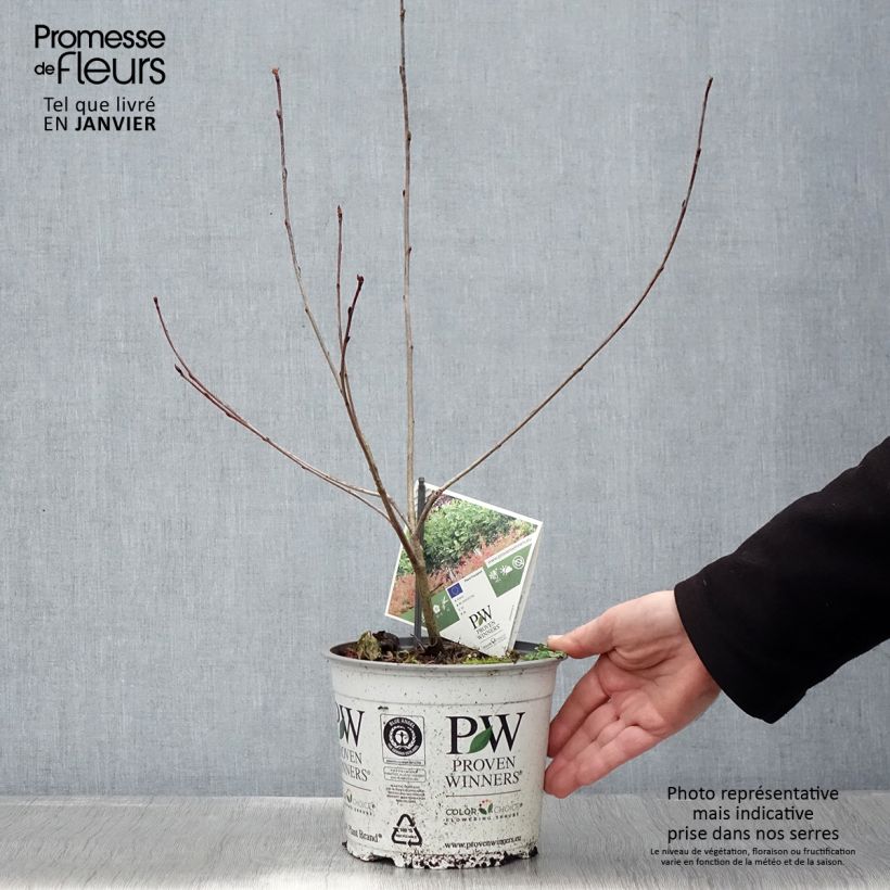 Aronia melanocarpa Revontuli Hedger - Aronia Vaso da 3L/4L esemplare consegnato in inverno