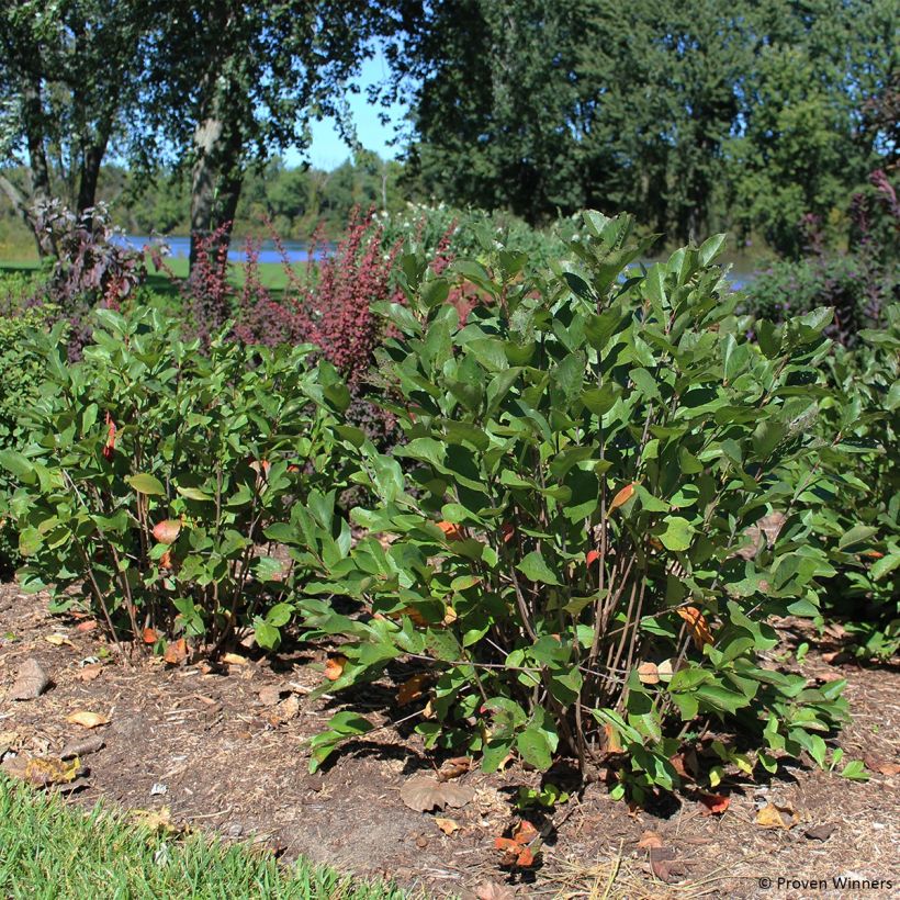 Aronia melanocarpa Revontuli Hedger - Aronia (Porto)