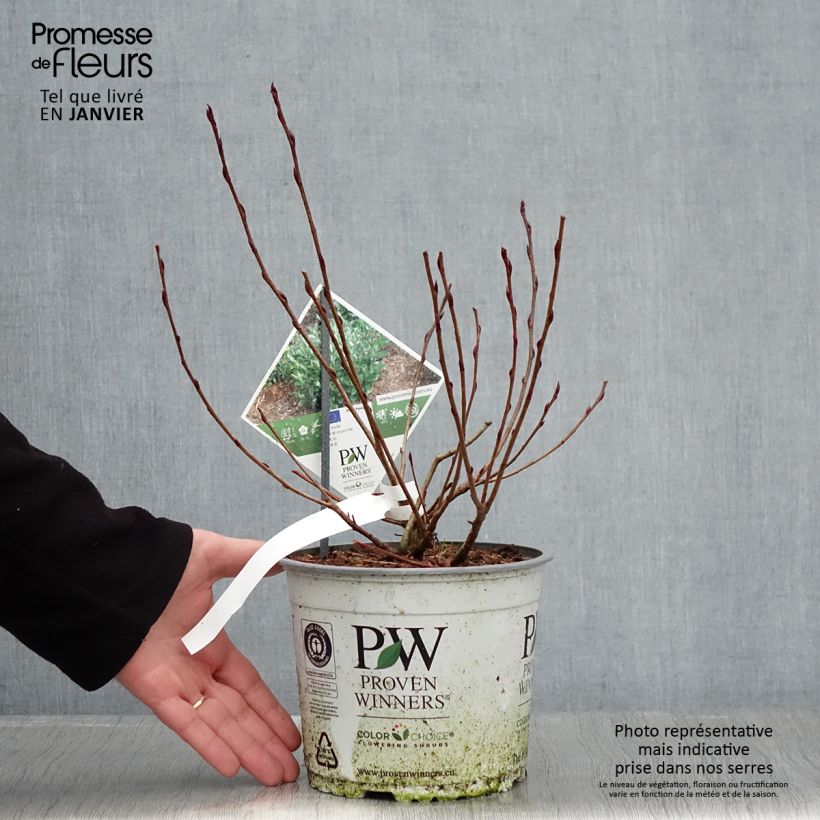 Aronia melanocarpa Revontuli Mound - Aronia Vaso da 3L/4L esemplare consegnato in inverno