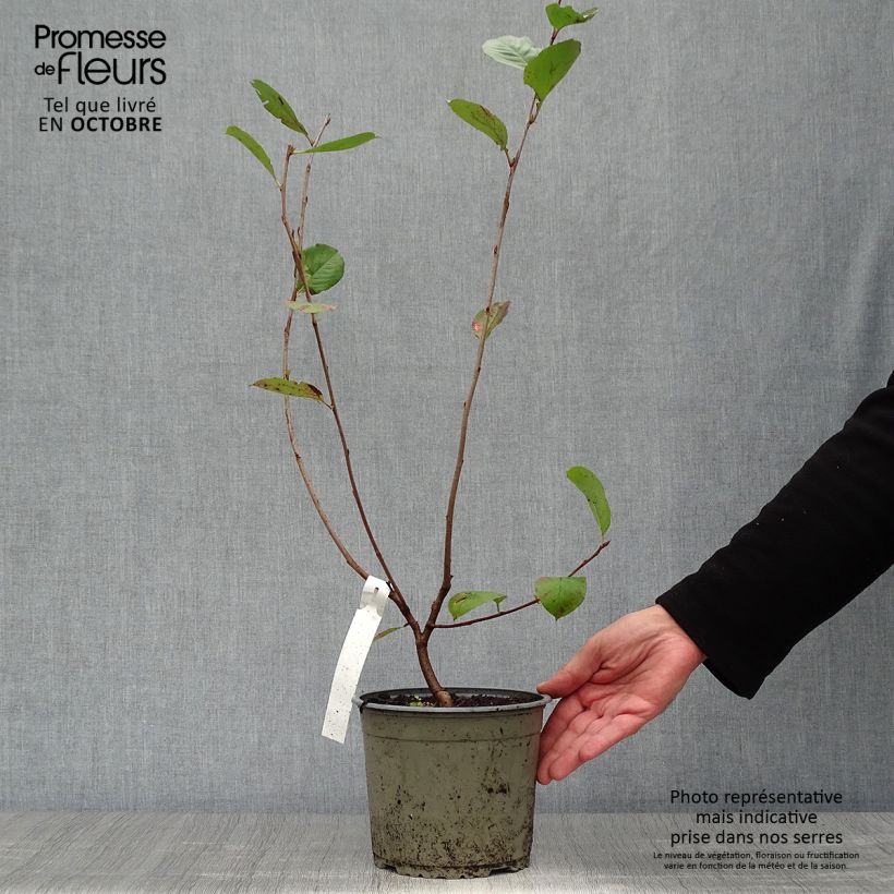 Esemplare di Aronia x prunifolia Nero - Aronia Vaso da 1,5L/2L come consegnato in autunno
