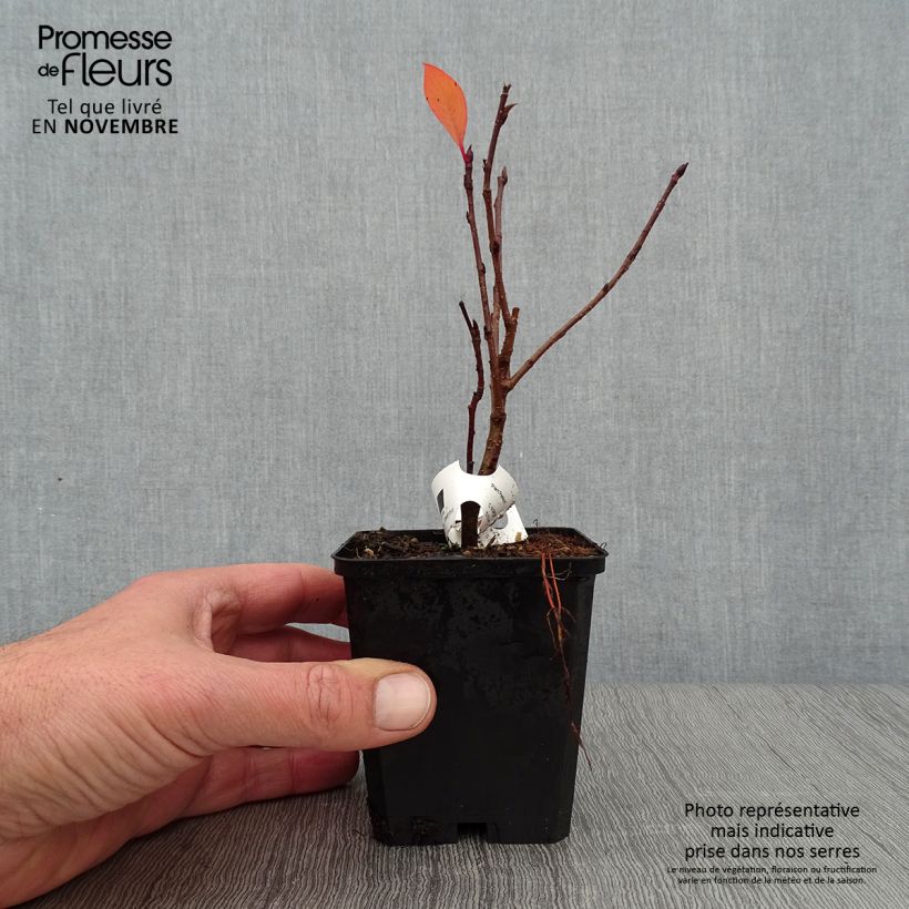 Esemplare di Aronia x prunifolia Viking - Aronia Vasetto da 7/8 cm come consegnato in autunno