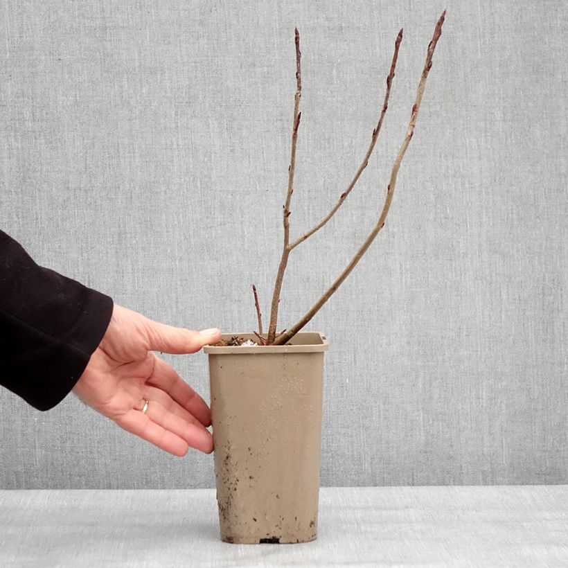 Aronia x prunifolia - Aronia Vaso da 1,5L/2L, Multifusto esemplare consegnato in inverno