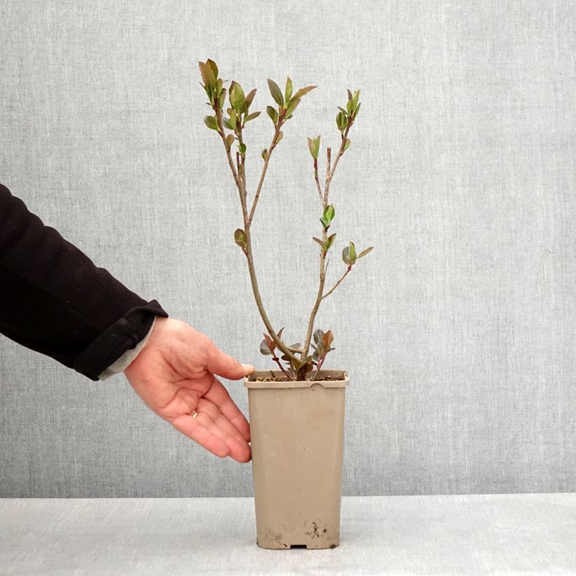 Aronia x prunifolia - Aronia Vaso da 1,5L/2L, Multifusto esemplare consegnato in primavera