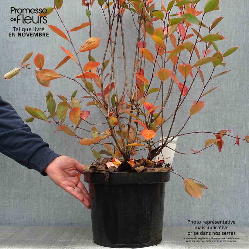 Esemplare di Aronia melanocarpa Hugin - Aronia nera Vaso da 7,5L/10L come consegnato in autunno