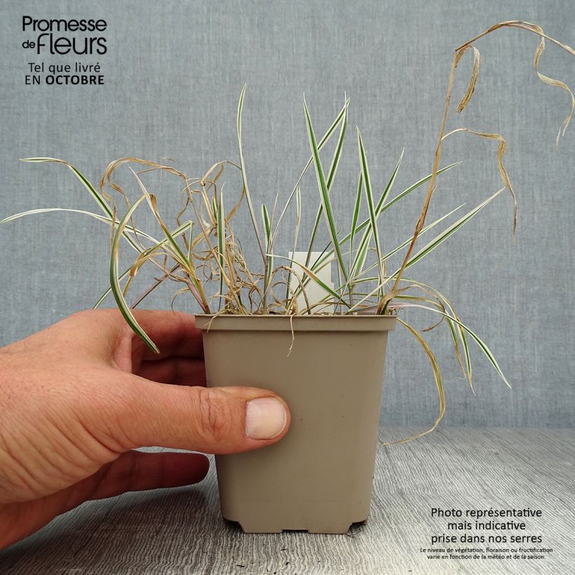 Esemplare di Arrhenatherum bulbosum Variegatum - Avena altissima Vasetto da 8/9 cm come consegnato in autunno