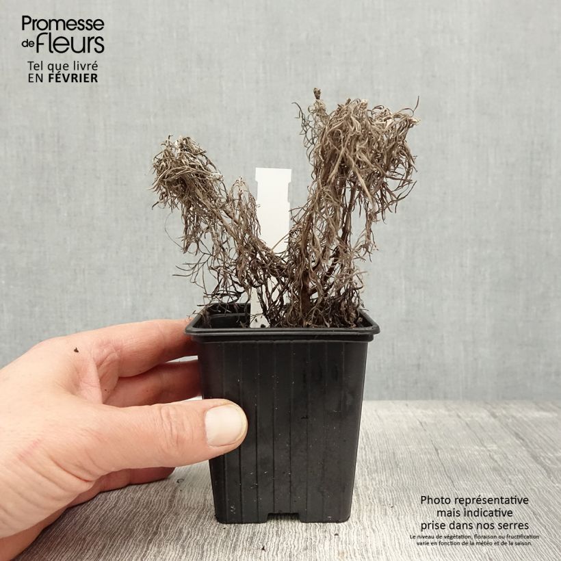 Artemisia mauiensis Makana Silver Vasetto da 8/9 cm esemplare consegnato in inverno