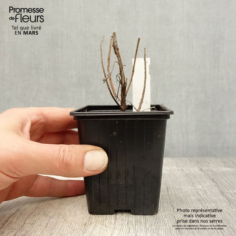 Artemisia mauiensis Makana Silver Vasetto da 8/9 cm esemplare consegnato in primavera