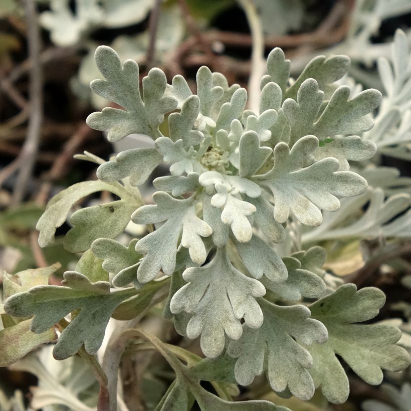 Artemisia stelleriana Mori's Strain (Fogliame)