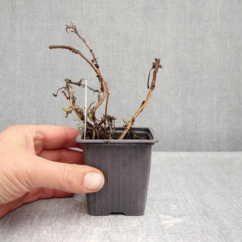 Esemplare di Artemisia stelleriana Mori's Strain Vasetto da 8/9 cm come consegnato in autunno