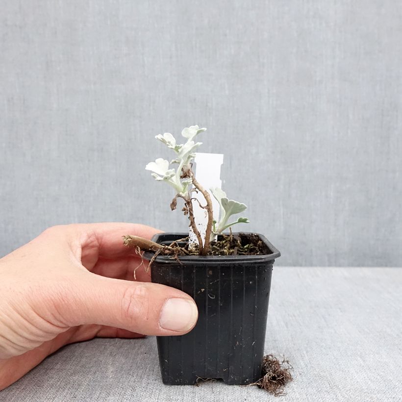 Artemisia stelleriana Mori's Strain Vasetto da 8/9 cm esemplare consegnato in primavera