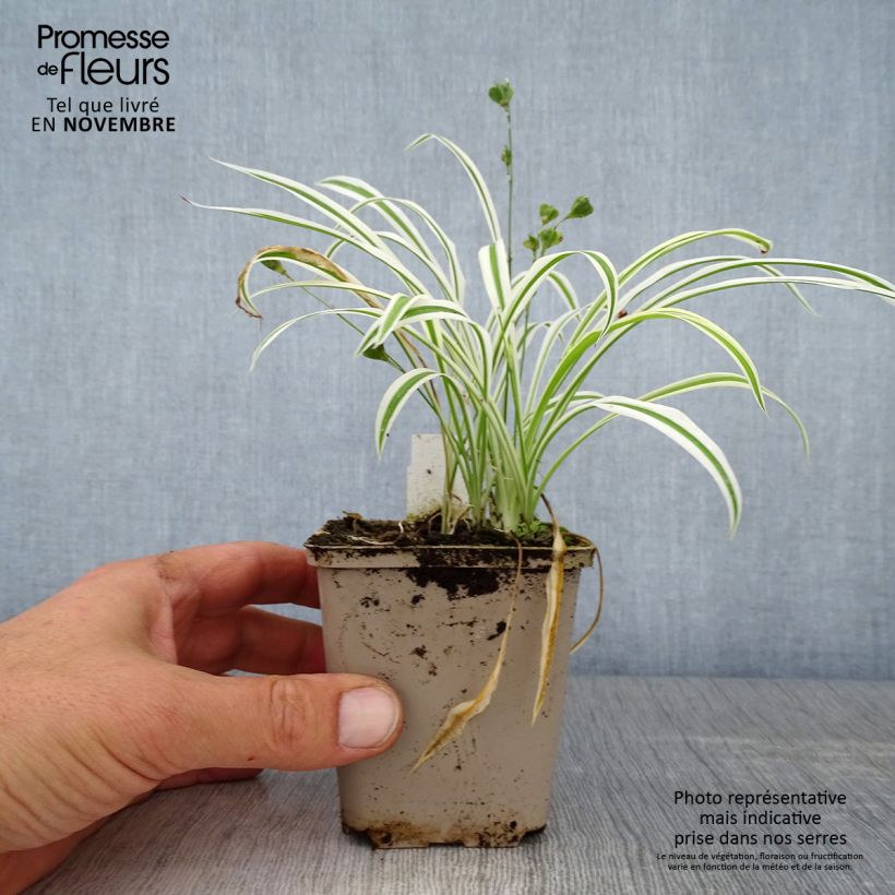 Esemplare di Arthropodium candidum Little Lilia Vasetto da 8/9 cm come consegnato in autunno