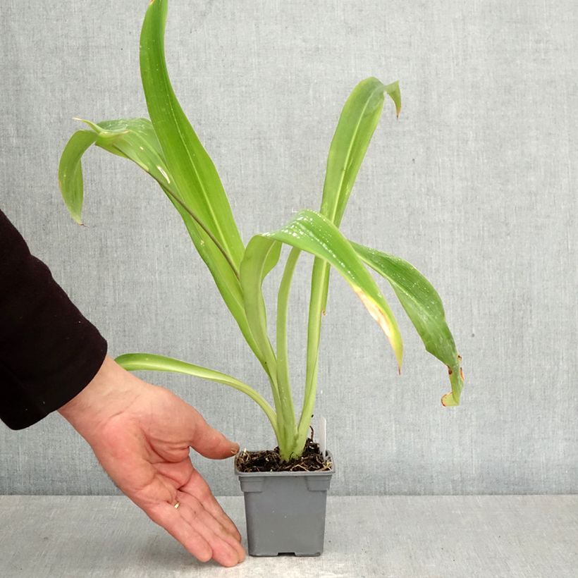 Arthropodium cirratum Vasetto da 8/9 cm esemplare consegnato in primavera