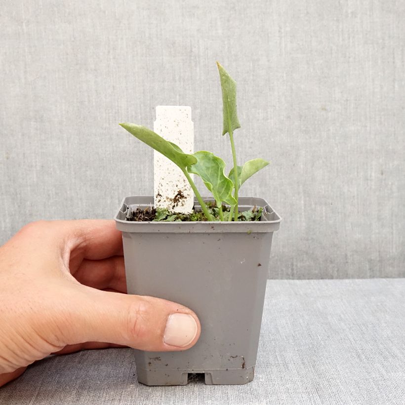 Esemplare di Arum italicum - Gìgaro chiaro Vasetto da 8/9 cm come consegnato in autunno