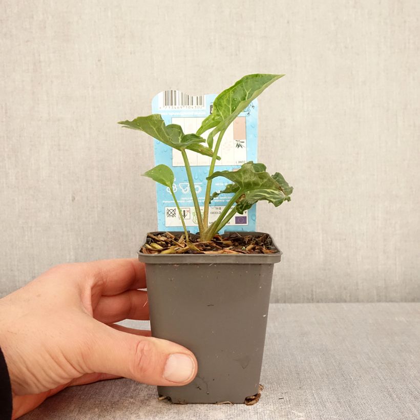 Arum italicum - Gìgaro chiaro Vasetto da 8/9 cm esemplare consegnato in primavera