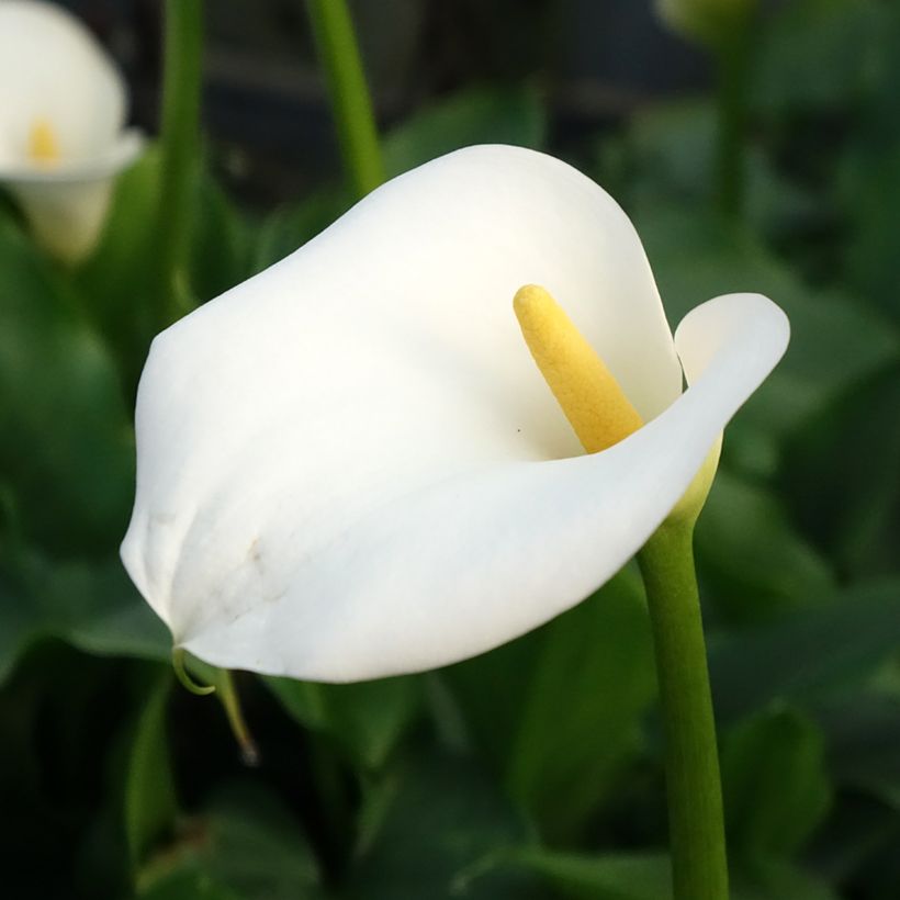 Zantedeschia aethiopica - Calla (Fioritura)