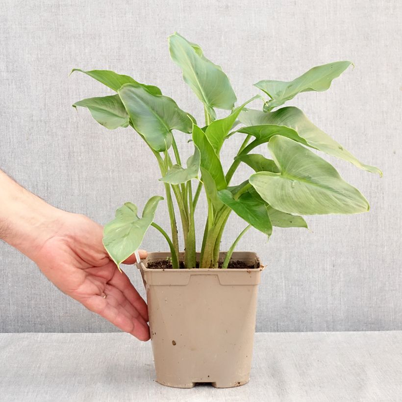 Esemplare di Zantedeschia aethiopica - Calla Vaso da 2L/3L come consegnato in autunno