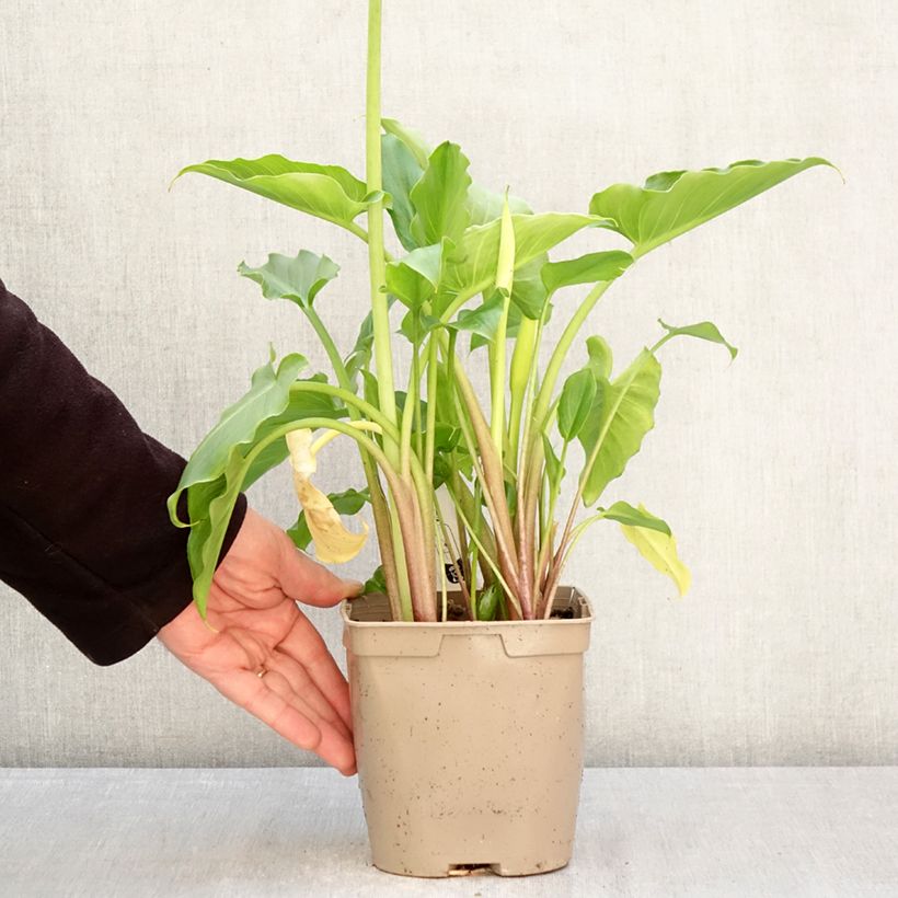 Zantedeschia aethiopica - Calla Vaso da 2L/3L esemplare consegnato in primavera