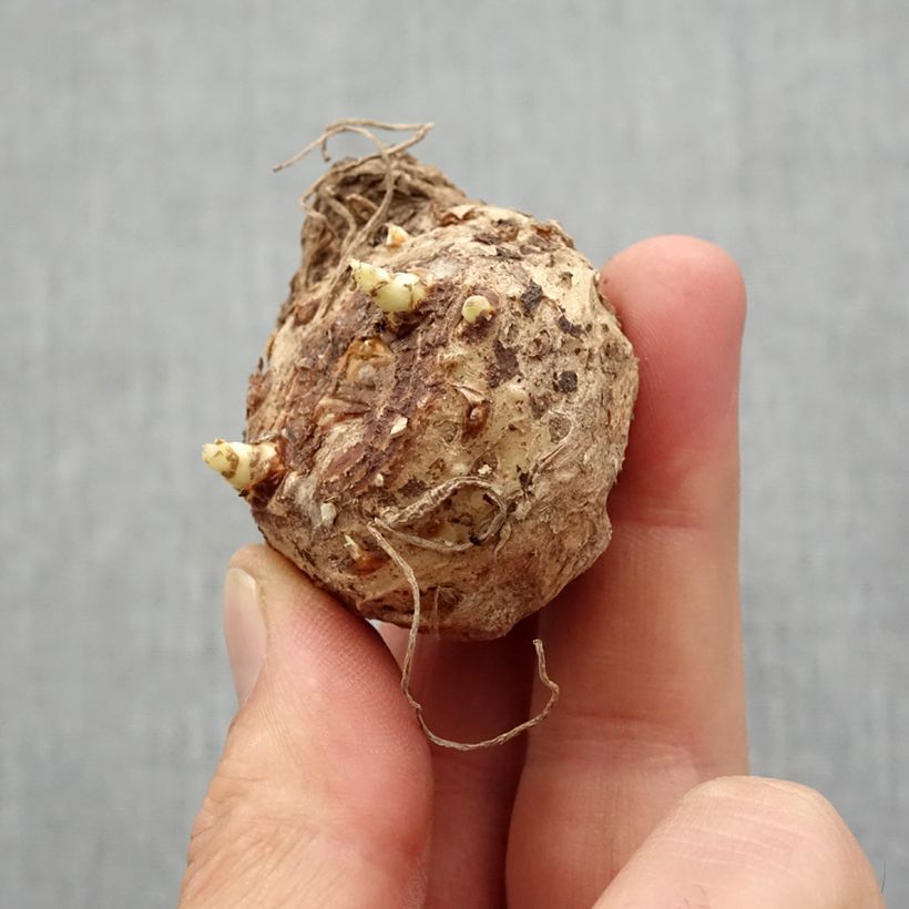 Zantedeschia Black Eyed Beauty - Calla Bulbo taglia 14+ esemplare consegnato in primavera