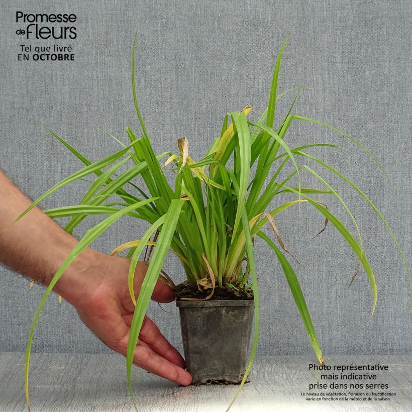 Esemplare di Calla palustris - Calla di palude Vasetto da 8/9 cm come consegnato in autunno