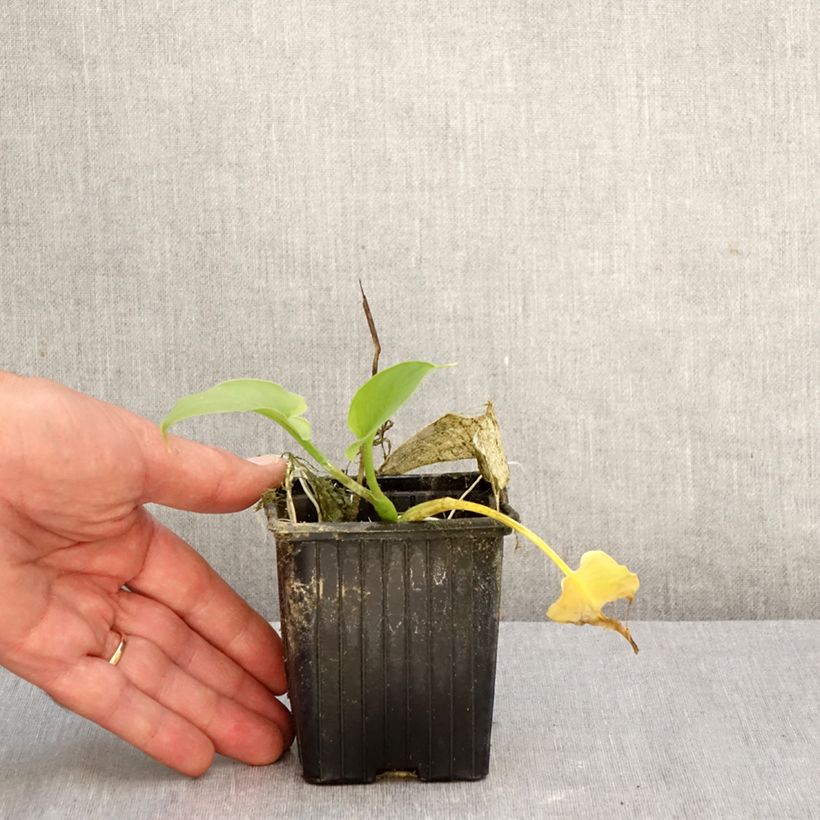 Esemplare di Zantedeschia aethiopica Green Goddess - Calla Vasetto da 8/9 cm taglia 15+ come consegnato in autunno