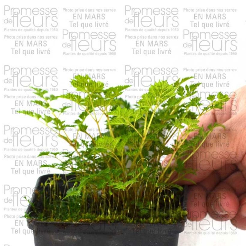 Esempio di esemplare Aruncus aethusifolius - Barbe de Bouc naine Godet de 8/9 cm come consegnato