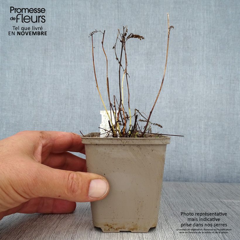 Esemplare di Aruncus aethusifolius - Barba di capra Vasetto da 8/9 cm come consegnato in autunno