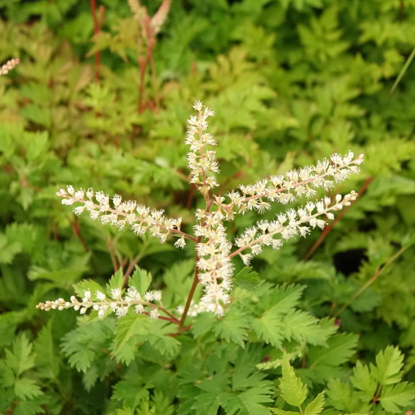 Aruncus aethusifolius - Barba di capra (Fioritura)