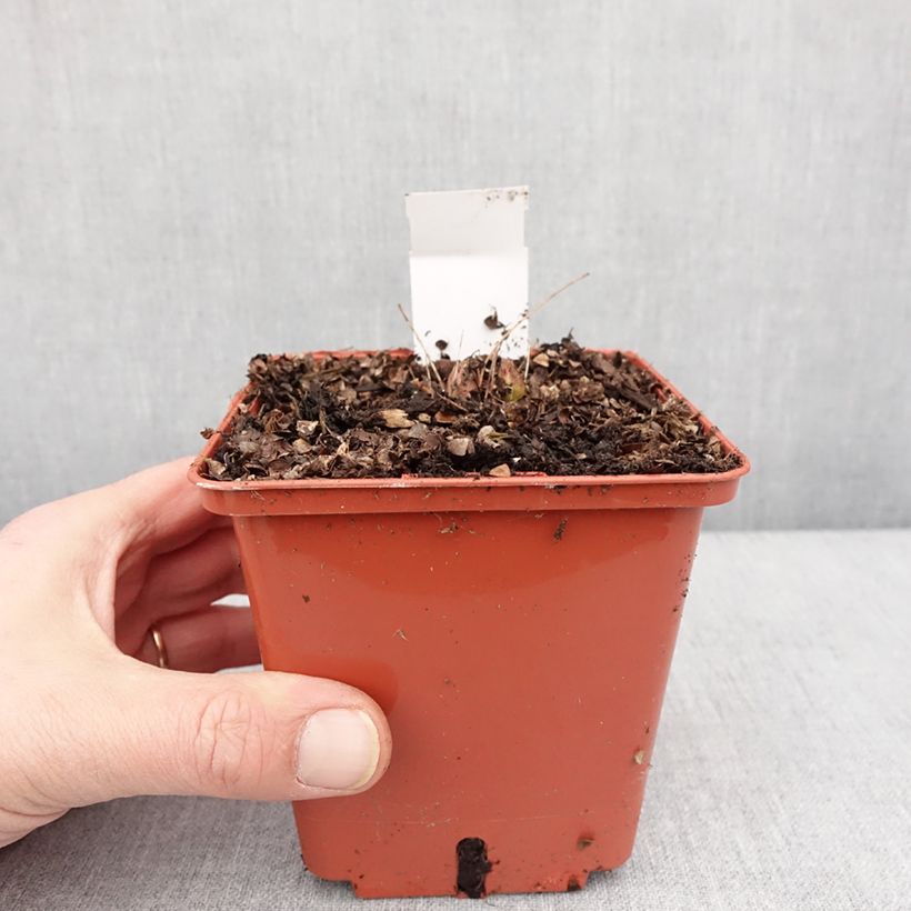 Aruncus Chantilly Lace - Barba di capra Vaso da 1L/1,5L esemplare consegnato in inverno