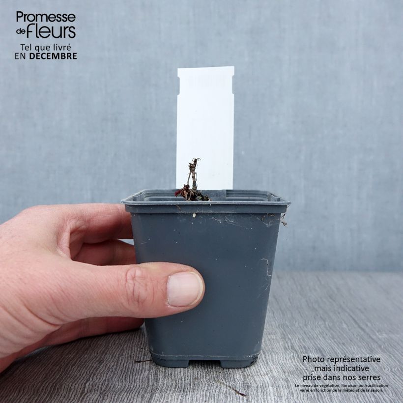 Esemplare di Aruncus dioicus var. kamtschaticus - Barba di capra Vasetto da 8/9 cm come consegnato in autunno