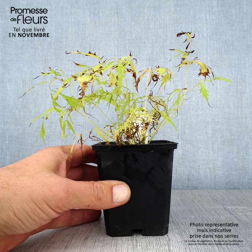 Esemplare di Aruncus dioicus Kneiffii - Barba di capra Vasetto da 8/9 cm come consegnato in autunno