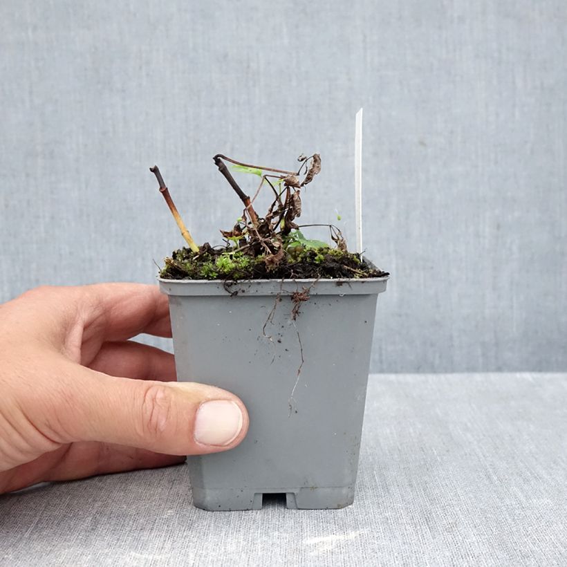 Esemplare di Aruncus dioicus sylvestris - Barba di capra Vasetto da 7/8 cm come consegnato in autunno