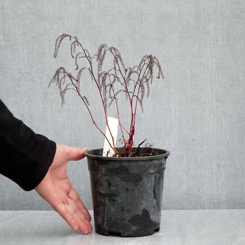 Esemplare di Aruncus Guinea Fowl - Barba di capra Vaso da 2L/3L come consegnato in autunno