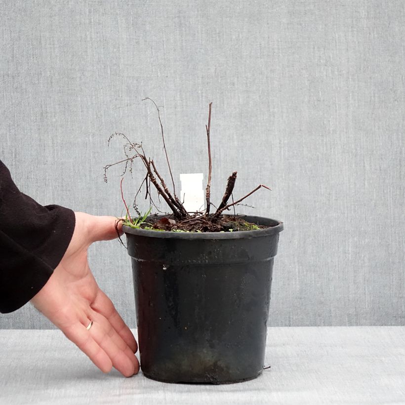 Aruncus Guinea Fowl - Barba di capra Vaso da 2L/3L esemplare consegnato in inverno