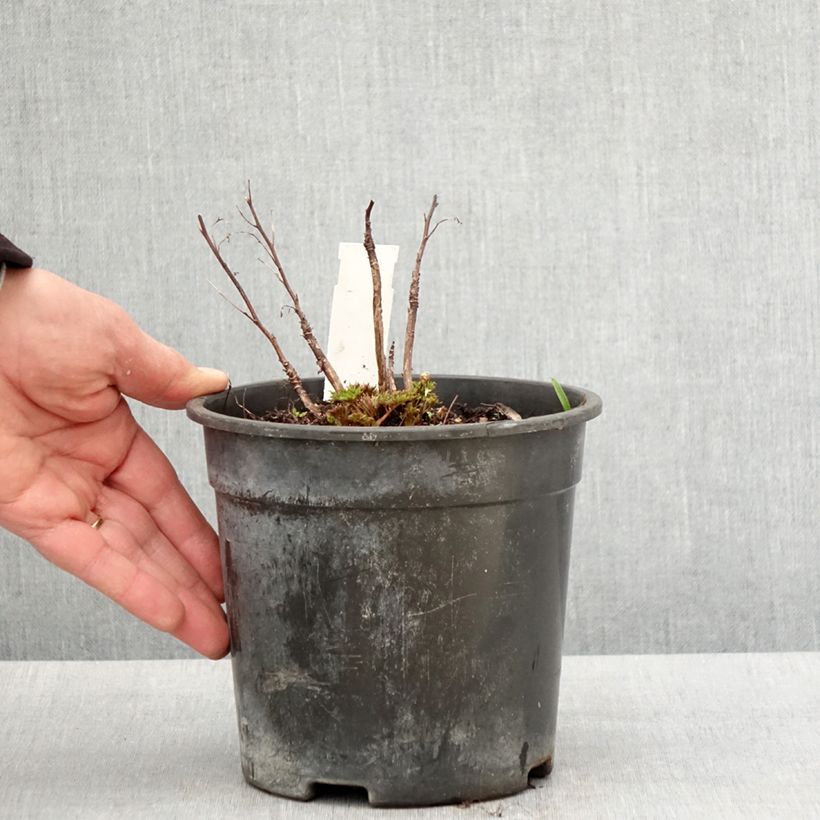 Aruncus Guinea Fowl - Barba di capra Vaso da 2L/3L esemplare consegnato in primavera