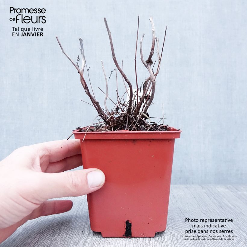 Aruncus Misty Lace - Barba di capra Vaso da 1L/1,5L esemplare consegnato in inverno