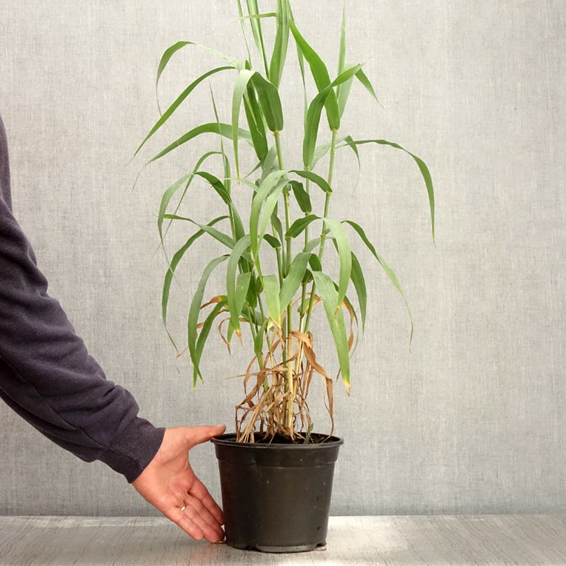 Esemplare di Arundo donax - Canna comune Vaso da 3L/4L come consegnato in autunno